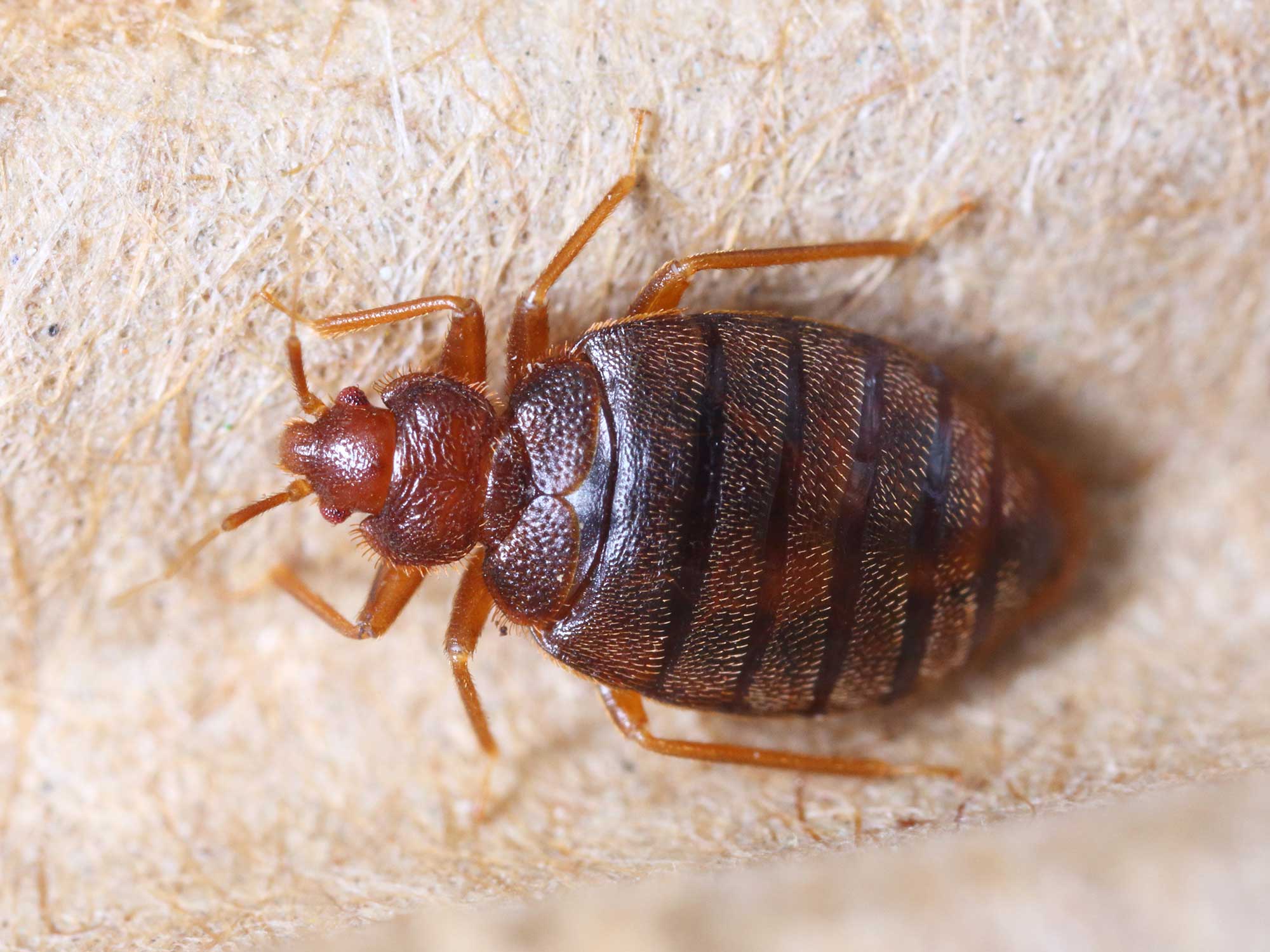 kolkata-pest-control-bed-bug-pest-control