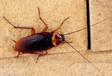 kolkata-pest-control-cockroach-control